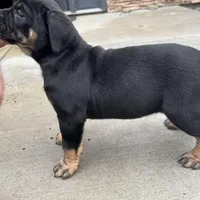 Elenor, a female Cane Corso for sale in Washington, WA – Photo 3 of 4