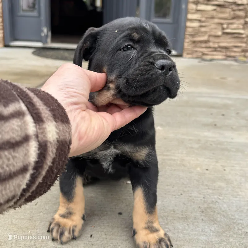 Elenor – Cane Corso puppy for sale in Washington, WA