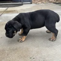 Elenor, a female Cane Corso for sale in Washington, WA – Photo 4 of 4