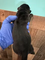 Elenor, a female Cane Corso for sale in Washington, WA – Photo 3 of 3