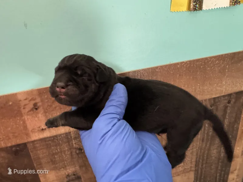Elenor – Cane Corso puppy for sale in Washington, WA