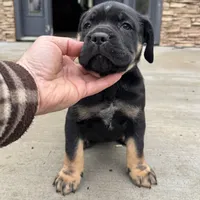 Elenor, a female Cane Corso for sale in Washington, WA – Photo 2 of 4