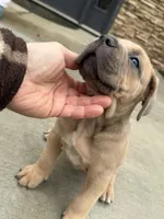Mona, a female Cane Corso for sale in Washington, WA – Photo 2 of 3