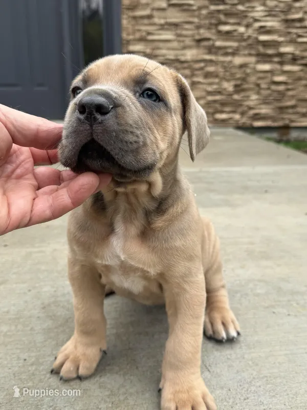 Mona – Cane Corso puppy for sale in Washington, WA