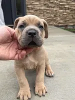 Mona, a female Cane Corso for sale in Washington, WA – Photo 3 of 3