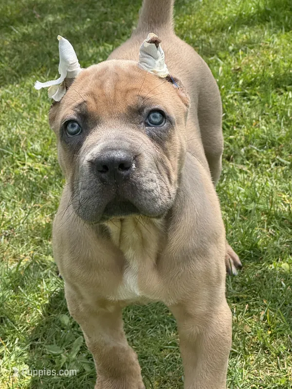 Mona – Cane Corso puppy for sale in Washington, WA