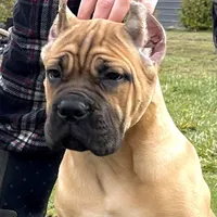 Rocky, a  Cane Corso for sale in Washington, WA – Photo 6 of 7