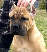Rocky, a  Cane Corso for sale in Washington, WA – Photo 1 of 8
