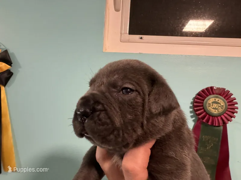 Rocky – Cane Corso puppy for sale in Washington, WA