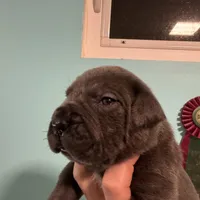 Rocky, a  Cane Corso for sale in Washington, WA – Photo 2 of 7