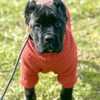 Rocky, a  Cane Corso for sale in Washington, WA – Photo 3 of 7