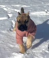 Rocky, a  Cane Corso for sale in Washington, WA – Photo 6 of 8