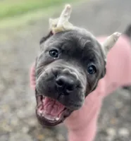 Rocky, a  Cane Corso for sale in Washington, WA – Photo 2 of 8