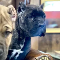 Rocky, a  Cane Corso for sale in Washington, WA – Photo 4 of 7