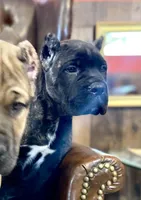 Rocky, a  Cane Corso for sale in Washington, WA – Photo 3 of 8