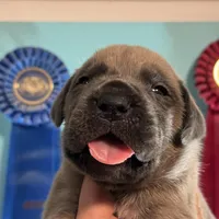 Rocky, a  Cane Corso for sale in Washington, WA – Photo 7 of 7