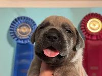 Rocky, a  Cane Corso for sale in Washington, WA – Photo 8 of 8