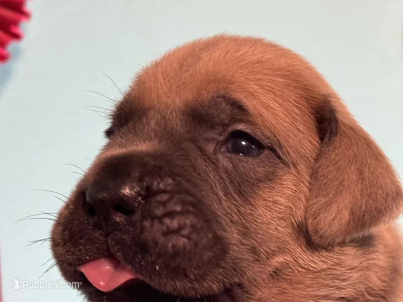 Rocky – Cane Corso puppy for sale in Washington, WA