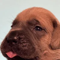 Rocky, a  Cane Corso for sale in Washington, WA – Photo 1 of 7