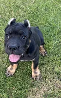 Elenor, a female Cane Corso for sale in Washington, WA – 4 of 5