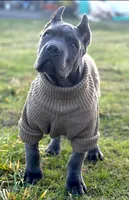 Rocky, a male Cane Corso for sale in Washington, WA – Photo 2 of 4