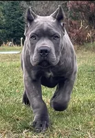 Rocky, a male Cane Corso for sale in Washington, WA – Photo 1 of 4