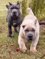 Rocky, a male Cane Corso for sale in Washington, WA – Photo 3 of 4
