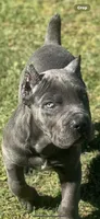 Rocky, a male Cane Corso for sale in Washington, WA – Photo 4 of 4