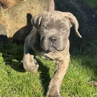 David, a male Cane Corso for sale in Washington, WA – Photo 1 of 2