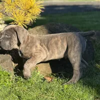 David, a male Cane Corso for sale in Washington, WA – Photo 2 of 2