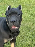Elenor, a female Cane Corso for sale in Washington, WA – 5 of 5