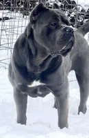 Tyson, a  Cane Corso for sale in Washington, WA – Photo 2 of 7