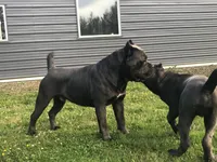 Tyson, a  Cane Corso for sale in Washington, WA – Photo 6 of 7