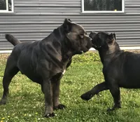 Tyson, a  Cane Corso for sale in Washington, WA – Photo 7 of 7