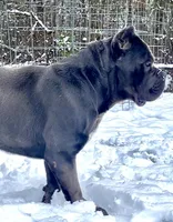 Tyson, a  Cane Corso for sale in Washington, WA – Photo 3 of 7