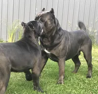 Tyson, a  Cane Corso for sale in Washington, WA – Photo 5 of 7