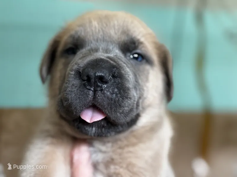 Rocky, a male Cane Corso for sale in La Center, WA – 1 of 4