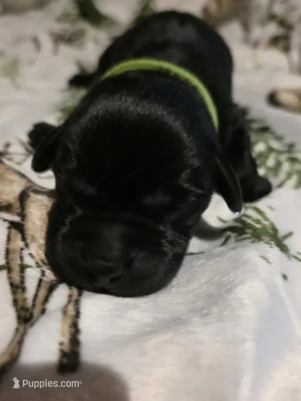 lime green – Labrador Retriever puppy for sale in Fox Lake, WI