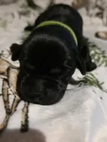 lime green, a male Labrador Retriever for sale in Fox Lake, WI – 1 of 4