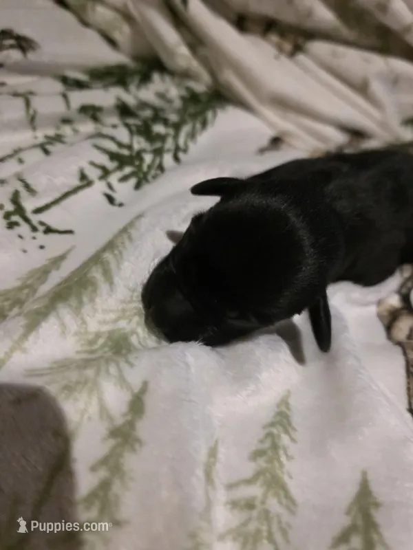 white – Labrador Retriever puppy for sale in Fox Lake, WI