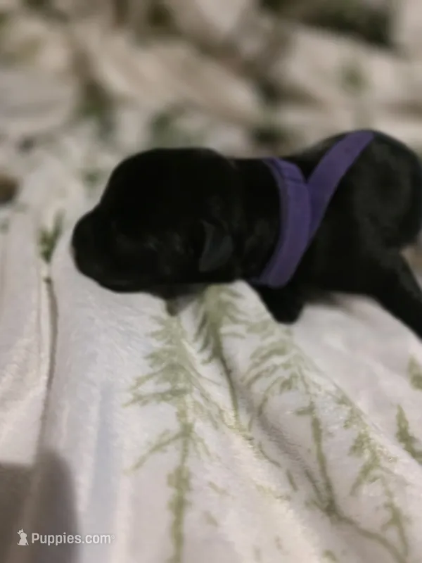 purple – Labrador Retriever puppy for sale in Fox Lake, WI