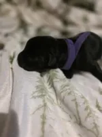 purple, a female Labrador Retriever for sale in Fox Lake, WI – 1 of 1