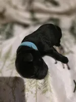 Blue, a female Labrador Retriever for sale in Fox Lake, WI – 4 of 4