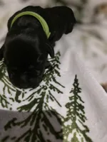 lime green, a male Labrador Retriever for sale in Fox Lake, WI – 2 of 4