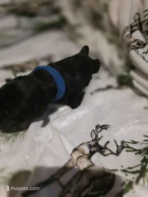 dark blue – Labrador Retriever puppy for sale in Fox Lake, WI
