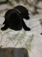 pink, a female Labrador Retriever for sale in Fox Lake, WI – 2 of 3