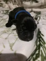 dark blue, a female Labrador Retriever for sale in Fox Lake, WI – 2 of 3