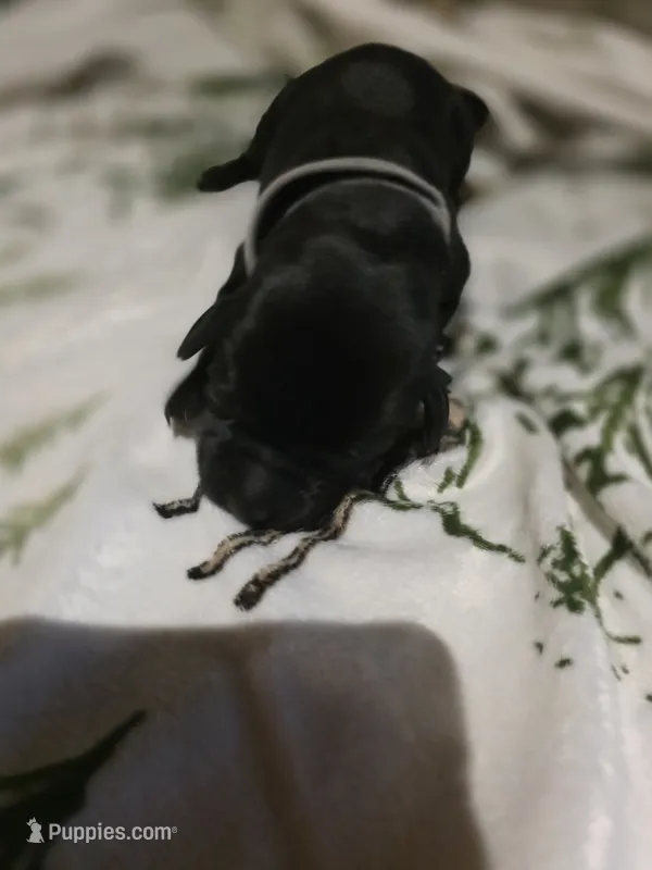 gray – Labrador Retriever puppy for sale in Fox Lake, WI