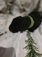 lime green, a male Labrador Retriever for sale in Fox Lake, WI – 4 of 4