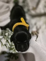Yellow, a male Labrador Retriever for sale in Fox Lake, WI – 3 of 3